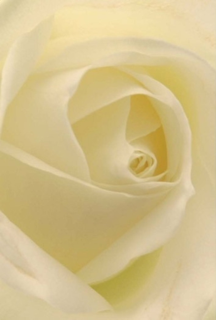 Drawn in by the serenity of this classic white rose, one immediately observes the seamless blend of soft ivory and snowy cream hues, gently illuminated as though by afternoon sun spilling through a Bounds Green window. The intricate layering of petals conveys both tranquility and sophistication-each fold impeccably placed, echoing the thoughtful intention that local florists pour into every arrangement. The nearly perfect spiral at the center hints at purity and quiet endurance, while the delicate play of shadow along the petal edges adds subtle depth. As the rose seems to glow softly, memories of celebrations in nearby parks or intimate weddings along Bounds Green Road arise. There is an unmistakable impression of freshness, as if the petals have just opened to greet the day, carrying with them a breath of clean, understated fragrance. This floral piece is an ideal messenger for emotions that are sometimes too deep for words-be it love, gratitude, or meaningful atonement-gracefully honoring the moments and people that bring our Bounds Green community together.